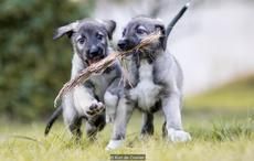 Irish wolfhound puppies official first identical twin dogs