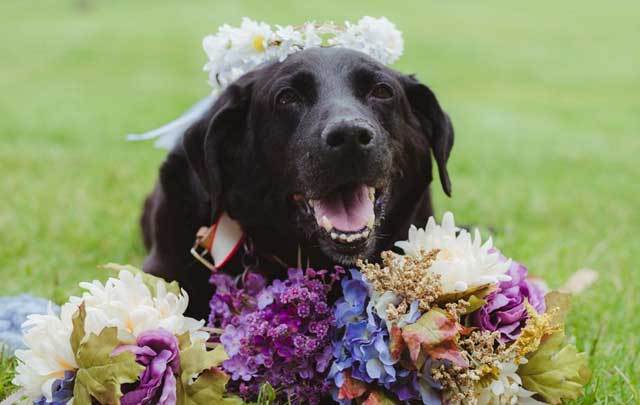 Charlie, who was diagnosed with a brain tumor, lived long enough to see his owner Kelly O'Connell happily married.