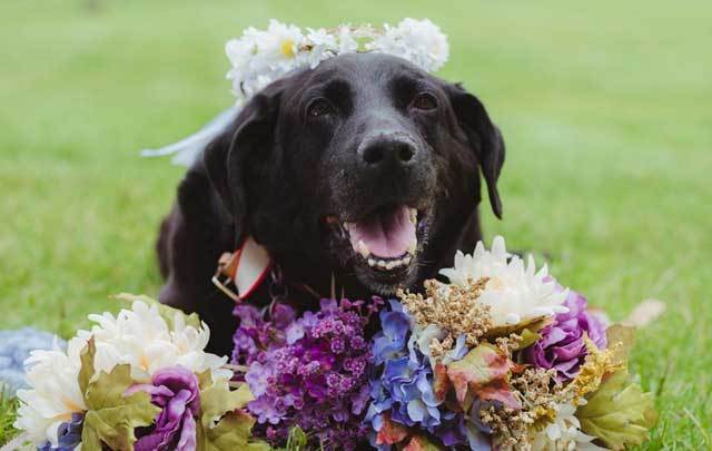 Charlie, who was diagnosed with a brain tumor, lived long enough to see his owner Kelly O\'Connell happily married.