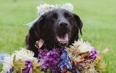 Terminally ill dog lives long enough to see his owner happily married