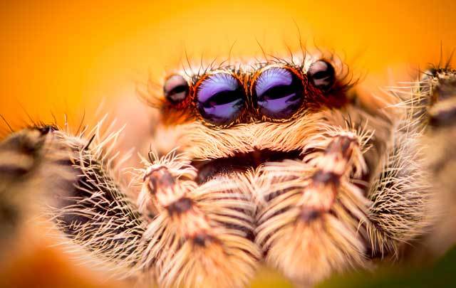 Researchers at NUI Galway have found that the venom of some spiders found in Ireland could have medicinal uses.