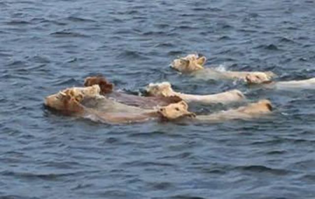 These bovine bathing beauties are strong swimmers!