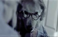 Irish hotel features doggie guests in award-winning video