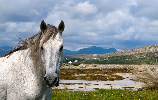 What\'s not to love about Connemara ponies!