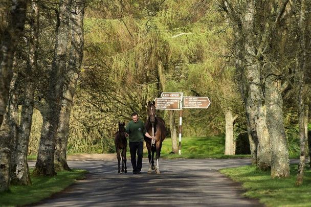 The Irish National Stud and Gardens are a must-see if you\'re in County Kildare.