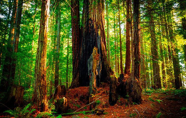 The California Redwoods. 