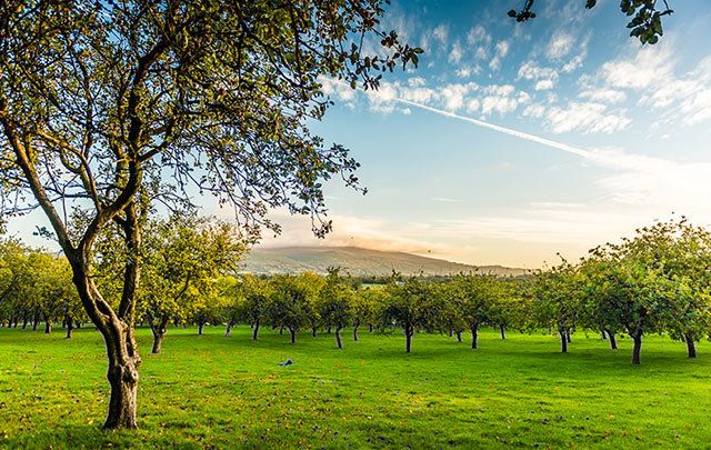 The combination of the bright Irish sunlight and the gentle Tipperary rain make this part of the world ideal for growing the 17 varieties of cider, culinary and dessert apples that are used to create Magners.