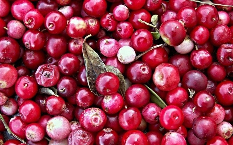 Three delicious cranberry recipes