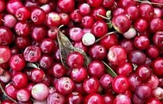 Three delicious cranberry recipes