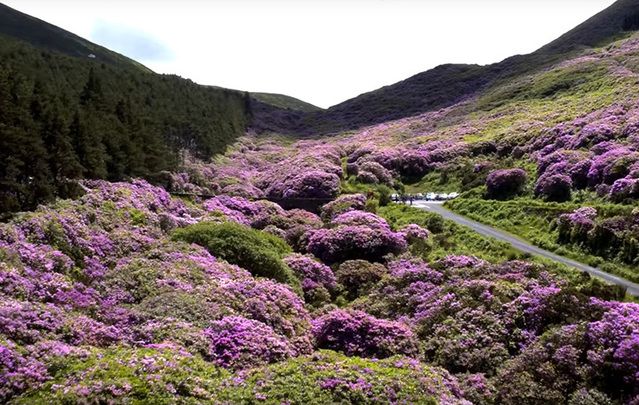 The Vee Pass covered in rhododendrons, in the Knockmealdown Mountains,  in County Tipperary.