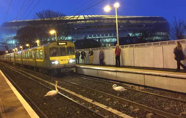 Two swans wandered across the train tracks in Dublin, causing disruptions to rail service during rush hour.