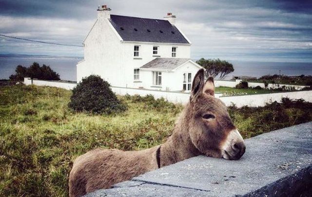 Look at this little fella on Inis Mór shot by @cazzib28/Instagram. 