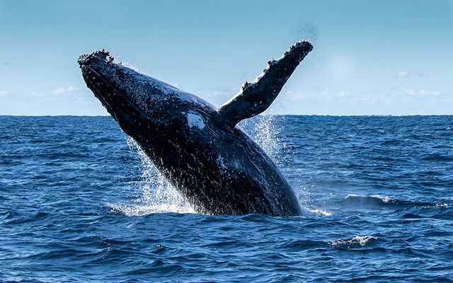 Humpback whales are infrequently seen off the Irish coast but this is thought to be almost certainly the first sighting in 2017.
