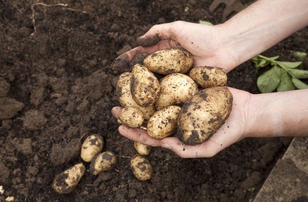 Freshly harvested healthy potatoes