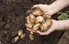Genetic origins of Irish potato blight traced to South America