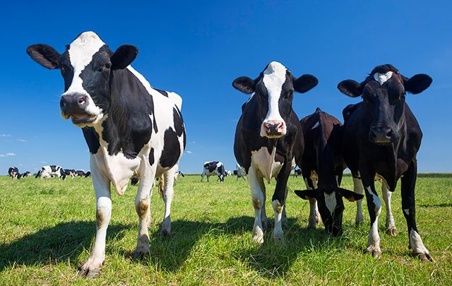 Irish farmer proposes to girlfriend in the most Irish farmer way possible