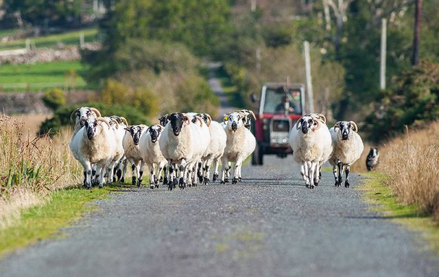 Irish farms at risk: The warning comes as a US firm takes over a number of loans issued by Ulster Bank.