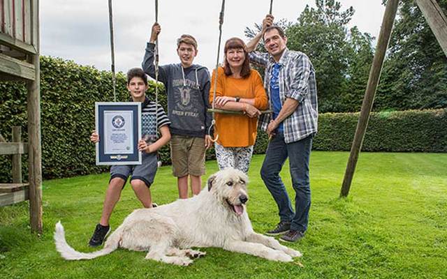 Keon, the Irish Wolfhound with the longest tail in the world, pictured with his family.