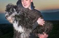 Heartwarming story about a man, his canine best friend, and their favorite place: Belfast’s Cavehill.