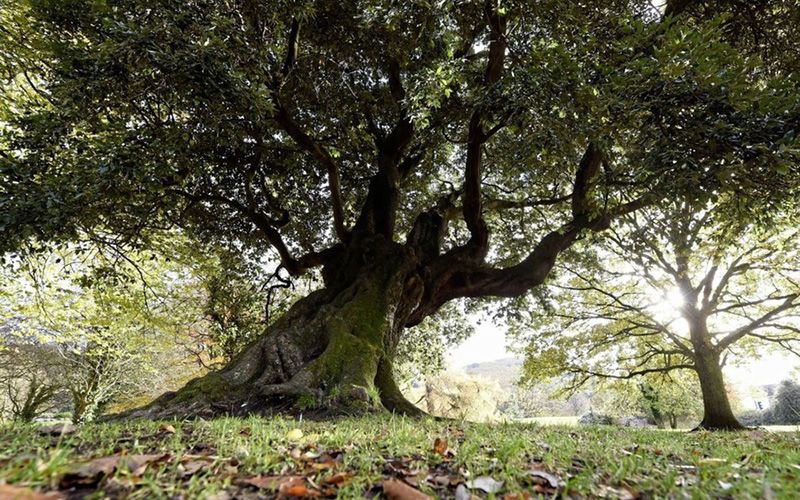 Should this County Down oak be voted the best tree in Europe?