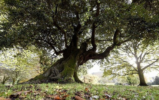 Have you say and vote for “Old Homer” a 200-year-old tree in Kilbroney Park with an amazing history.