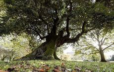 Should this County Down oak be voted the best tree in Europe?