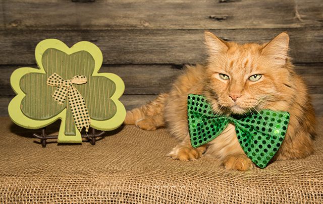 The best green and shamrock covered items from the IrishCentral shop to get you starting on decking the family out in green this March 17.