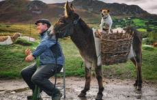Irish farmer, donkey, dog! This National Geographic photo will make you laugh