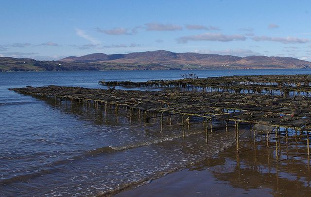 Locals claim the pristine coastline of Donegal is being invaded by an unsightly new arrival.