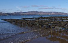 Donegal’s Wild Atlantic beauty threatened by invasive species: oyster farms