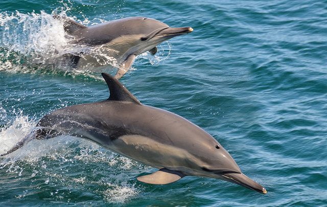 An Irish YouTuber has captured drone footage of a pod of dolphins swimming at Malin Head.