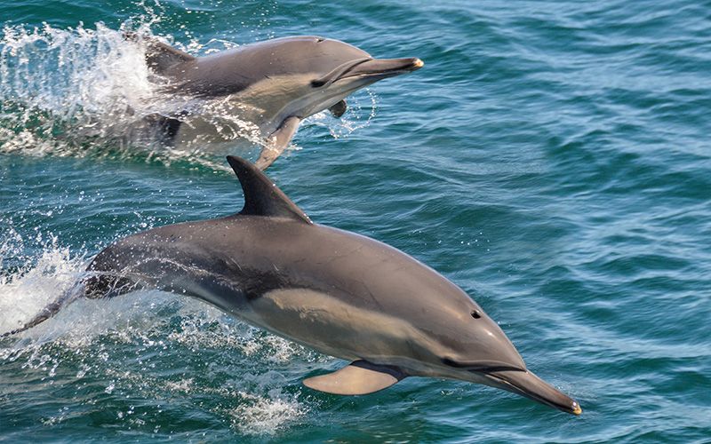 Dolphins put on breathtaking display off Donegal coast (VIDEO)