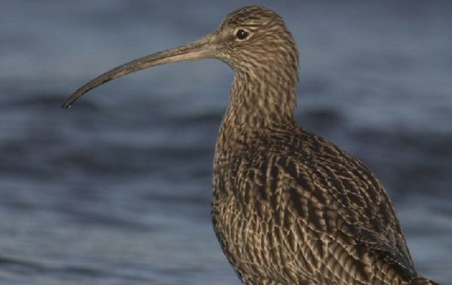 The Irish breeding population of the Curlew has declined by a “staggering 97% over the past 40 years.”