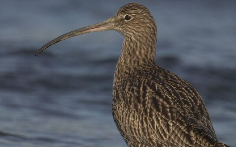 Iconic bird is almost extinct in Ireland