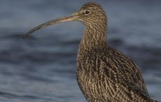 Iconic bird is almost extinct in Ireland
