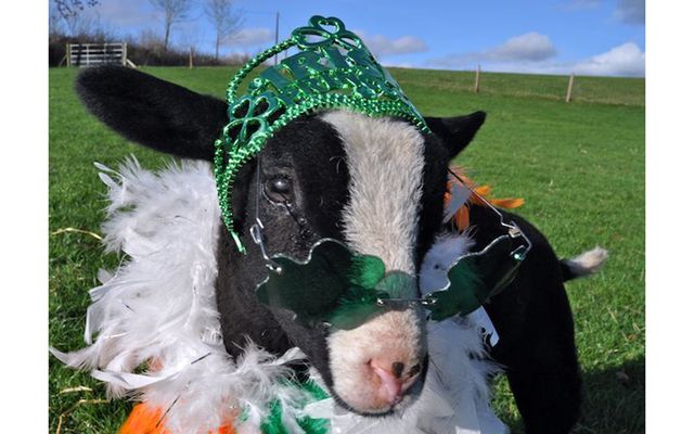 st patricks day animals mignons