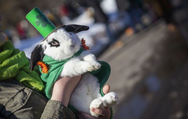 Does it get any better than this rabbit dressed for St Patrick\'s Day? 