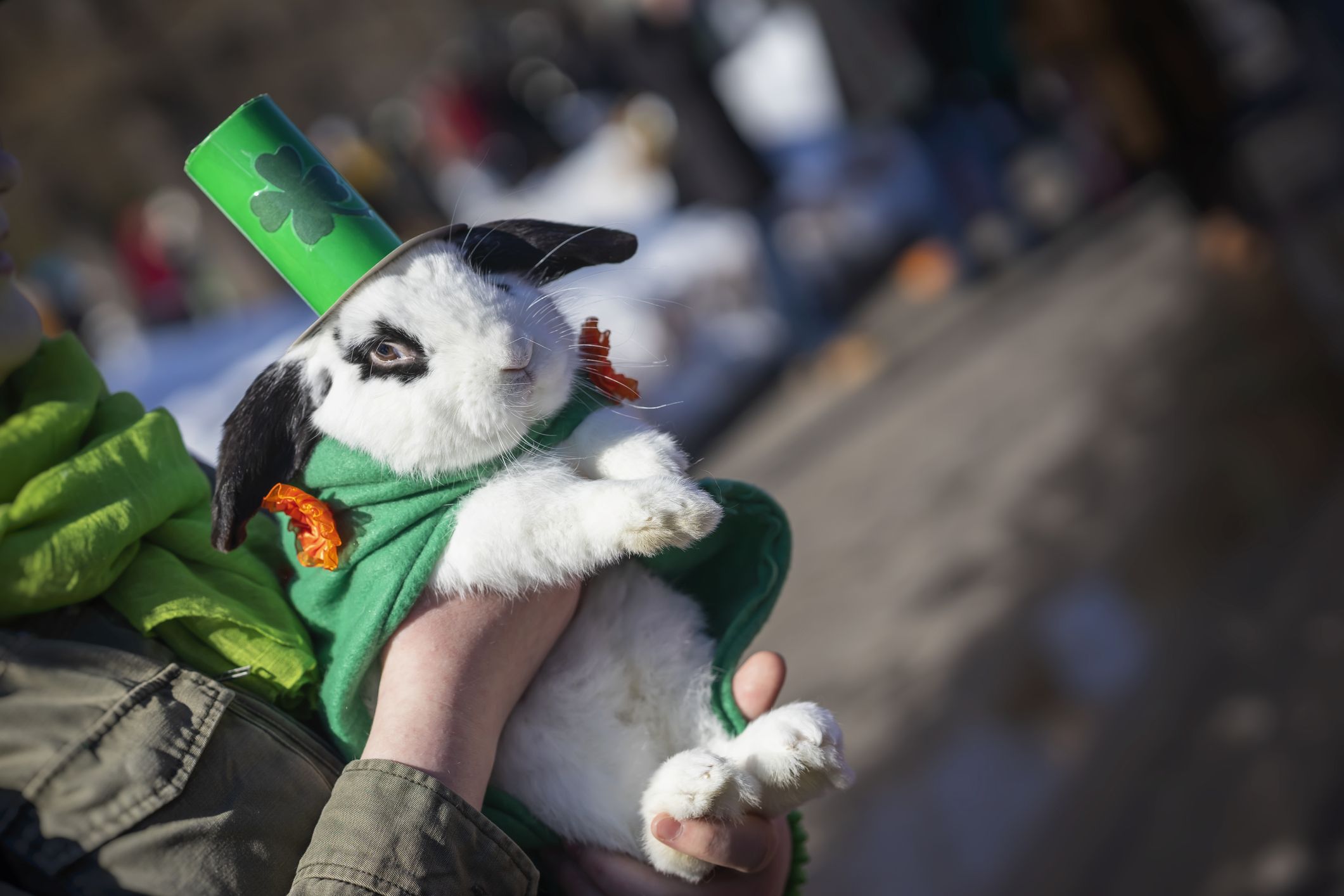 The cutest pets of St. Patrick's Day