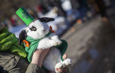 The cutest pets of St. Patrick's Day