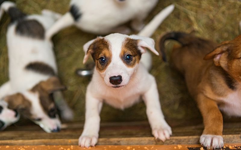 Celebrities Colin Farrell, Jamie Dornan take stand against Irish puppy farms