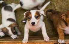 Celebrities Colin Farrell, Jamie Dornan take stand against Irish puppy farms