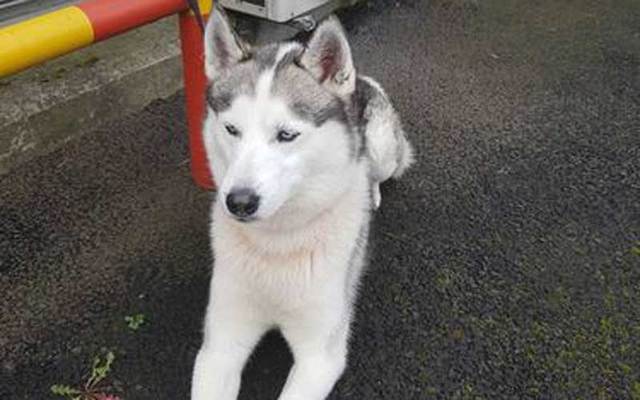 \'Paddy the Puppy\' was reunited with his owners with a little help from gardaí in Tallaght.