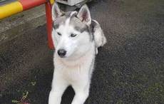 'Paddy the Puppy' reunited with his owners on St. Patrick’s Day