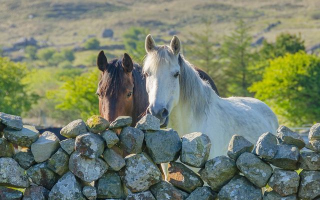 There aren’t many horse owners in Ireland who would eat their horse but they don’t mind selling it for someone else to eat, it seems. 