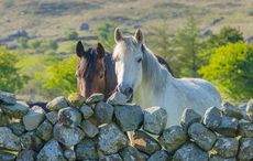 7,618 horses in Ireland killed for EU meat market