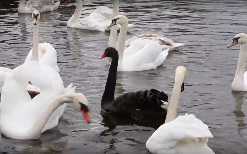 Incredibly rare black swan shows up in Galway, baffles locals