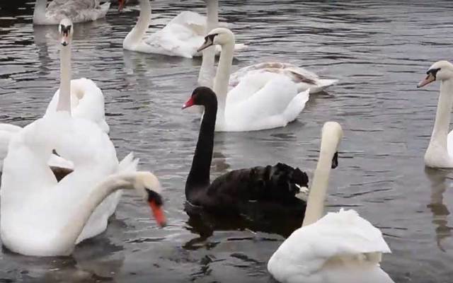 A rare black swan has been seen in Claddagh, Co. Galway.