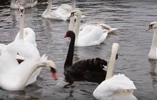 Incredibly rare black swan shows up in Galway, baffles locals