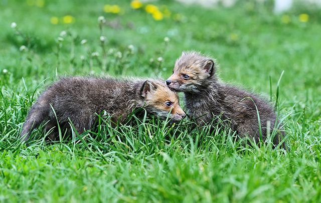A pair of adorable fox cubs were rescued by the Kildare Animal Foundation Wildlife Unit.