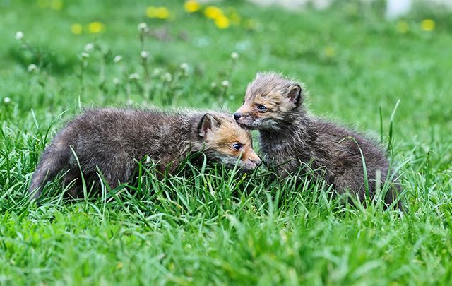 A pair of adorable fox cubs were rescued by the Kildare Animal Foundation Wildlife Unit.